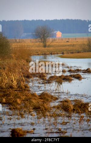 Pologne, Narew Backwaters, Podlasie voïvodeship. Banque D'Images