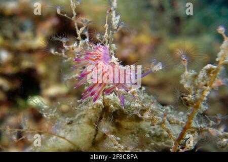 Pink Flabellina (Flabellina affinis) en mer Méditerranée Banque D'Images