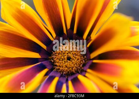 Gazania flower closeup Banque D'Images