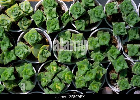 Echeveria lilacina nom commun de l'echeveria fantôme ou des poules mexicaines et chicks est une espèce de plantes succulentes du genre Echeveria appartenant à la famille Banque D'Images