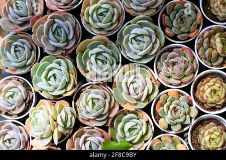 Echeveria lilacina nom commun de l'echeveria fantôme ou des poules mexicaines et chicks est une espèce de plantes succulentes du genre Echeveria appartenant à la famille Banque D'Images