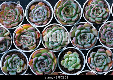 Echeveria lilacina nom commun de l'echeveria fantôme ou des poules mexicaines et chicks est une espèce de plantes succulentes du genre Echeveria appartenant à la famille Banque D'Images