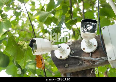 CCTV blanche installée sur l'arbre qui fait référence à l'harmonie entre la technologie et la nature. CCTV a caché sur l'arbre pour détecter le voleur Banque D'Images