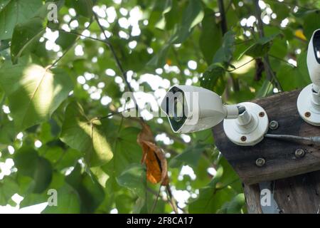 CCTV blanche installée sur l'arbre qui fait référence à l'harmonie entre la technologie et la nature. CCTV a caché sur l'arbre pour détecter le voleur Banque D'Images