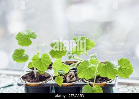 Jeunes plants de germination pour serre dans des contenants de plantes. Style de vie rustique et jardin. Arrière-plan du ressort Banque D'Images