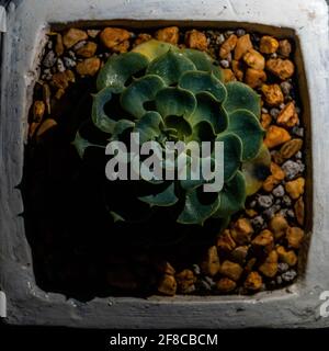 Vue de dessus d'un magnifique Echeveria elegans, la rose mexicaine blanche succulente dans un pot de fleurs Banque D'Images