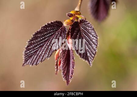 Noisette géante Corylus maxima 'Purpurea' nouvelles feuilles fraîches bourgeonnant Banque D'Images