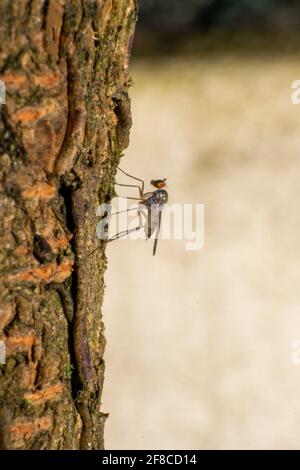 Mouche à long pattes, photographie macro de Dolichopodidae sur un arbre pair. Les Dolichopodidae, des mouches à long pattes, sont une grande famille cosmopolite de véritables mouches. Banque D'Images