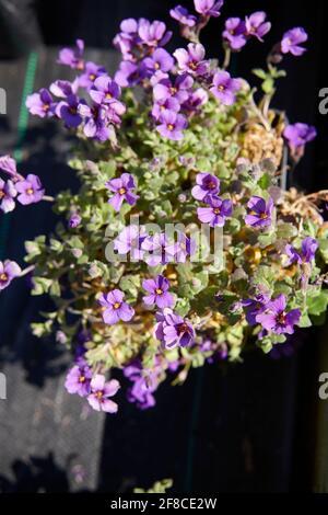 Cresson de roche violette (Aubrieta deltoidea) floraison pendant les mois d'été. Banque D'Images