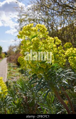 euphorbia chacias ssp. Wulfenii Mederteraninan purge, croissance et floraison au Royaume-Uni, Banque D'Images