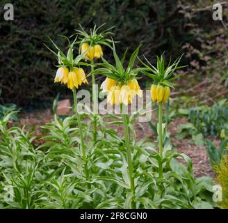 CROWN Imperial Fritillaries en pleine croissance et floraison au Royaume-Uni, Banque D'Images