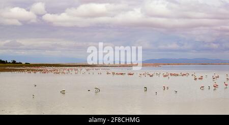 Colonie de plus grand flamants roses sur un lac Banque D'Images