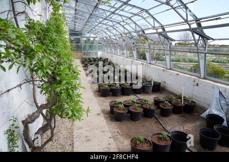 Plants de tomate poussant dans une serre comique avec alimentation goutte à goutte tuyaux vers chaque usine en vue Banque D'Images