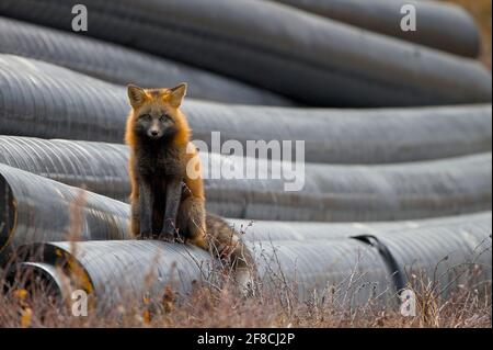 Renard roux hybride (Vulpes vulpes) à Churchill, Manitoba, Canada Banque D'Images