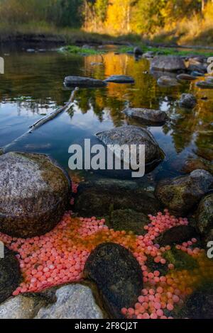 Saumon rouge fraie dans la rivière Adam, Colombie-Britannique, Canada Banque D'Images