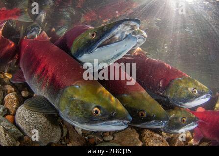 Saumon rouge fraie dans la rivière Adam, Colombie-Britannique, Canada Banque D'Images