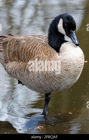 Une oie du Canada (Branta canadensis) se tient sur une jambe pour conserver la chaleur dans l'eau peu profonde de l'étang, en vue rapprochée de son corps et de sa tête. Banque D'Images
