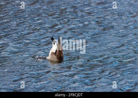 Une bernache du Canada (Branta canadensis) se nourrit en bouleverser son corps en eau bleue. Ces oies se broutent sur les algues poussant souvent leurs têtes sous l'eau, Banque D'Images