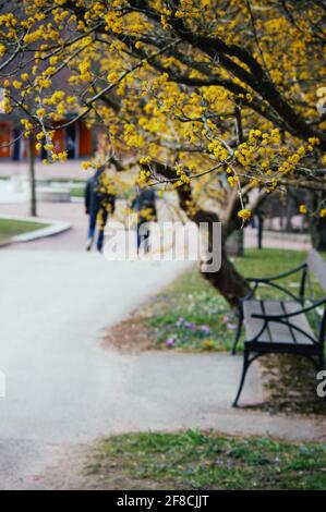 Promenade printanière dans un parc. Vue sur le sentier du parc avec banc en bois et arbre jaune en fleurs. Banque D'Images