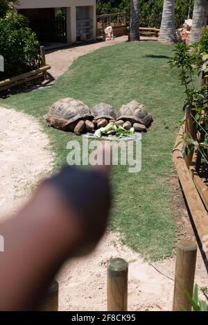 Aldabra Tortoises géantes manger des légumes dans leur enceinte à l'aquarium de l'Océanografic, Cité des Arts et des Sciences, Valence, Espagne. Banque D'Images