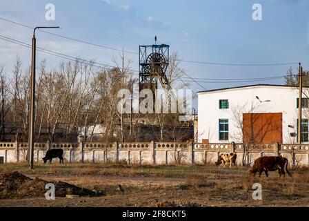 Une mine de Soveit dépassée. Stepnogorsk, Kazakhstan. Vaches au premier plan. Banque D'Images