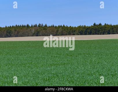 Sieversdorf, Allemagne. 11 avril 2021. Les jeunes tiges de grain d'hiver brillent en vert dans un champ. Credit: Patrick Pleul/dpa-Zentralbild/ZB/dpa/Alay Live News Banque D'Images