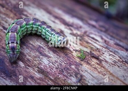 Caterpillar sur fond en bois. Pelles à nager. Parasites polyphages. Nom latin Noctuidae. Banque D'Images