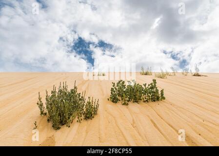 Paysage désertique et ciel nuageux. Plantes poussant sur des dunes de sable dans le parc national de Nambung, Australie occidentale Banque D'Images