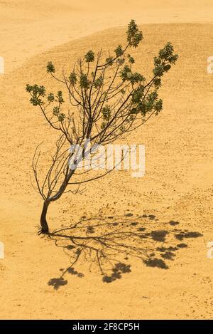 Arbre solitaire - Banksia sessilis (plante de brousse de perroquet) poussant sur des dunes de sable. Paysage du désert jaune dans le parc national de Nambung, WA Banque D'Images