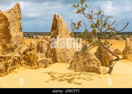 Un seul arbre - Banksia sessilis (plante de brousse de perroquet) poussant dans le sable jaune du désert. Pinnacles Desert dans le parc national de Nambung, Australie occidentale Banque D'Images