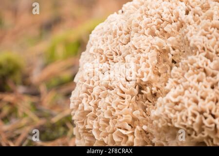 Le champignon du chou-fleur (Sparassis crispa) pousse à partir de souches de pins. Surrey, Royaume-Uni. Banque D'Images