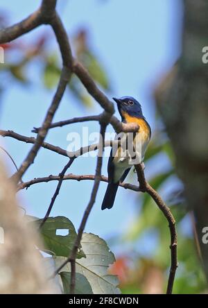 Hainan Blue-flycatcher (Cyornis hainanus klossi) adulte mâle perché sur la branche Les hautes terres de Dakdam, Cambodge Janvier Banque D'Images