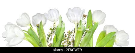 Délicates fleurs de tulipe blanc de printemps avec feuilles vertes, isolées sur fond blanc - large bordure florale panoramique, affiche ou carte de vœux. Modèle Banque D'Images