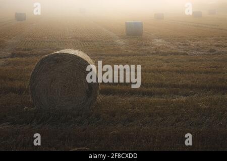 Le lever du soleil ou le coucher du soleil d'or survolait des terres agricoles de campagne brumeuses et rurales avec des balles de foin dispersées dans le champ agricole près de Kelty et Dunfermline Banque D'Images