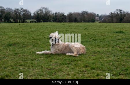 Chien crossbreed afghan et guarin, allongé sur l'herbe avec le museau sur la bouche. Banque D'Images