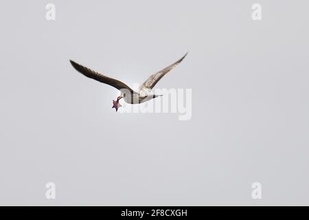 Pacific Grove, Californie, États-Unis. 31 mars 2021. Mouette en vol avec l'étoile de mer crédit: Rory Merry/ZUMA Wire/Alay Live News Banque D'Images