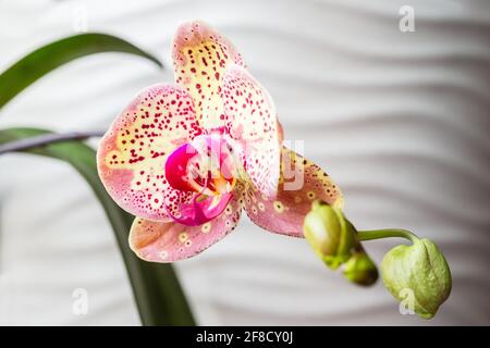La plante d'orchidée a commencé à fleurir avec une fleur jaune avec des taches roses. Orchidées en pleine croissance à la maison. Banque D'Images