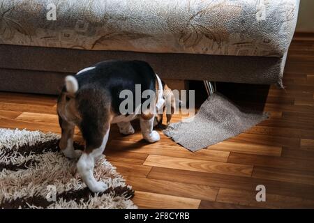 Canapé à chiquer Little Beagle Puppy, mobilier. Comment arrêter le chiot de détruire le mobilier de mastication. Beagle Puppy à la maison. Chien de race Little Beagle à Banque D'Images