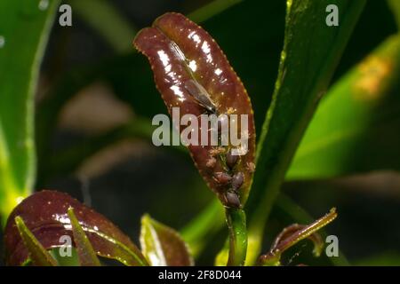 Pucerons sur des citronniers, de petits insectes suceurs de sève et des membres de la superfamille Aphidoïdea, macrophotographie Banque D'Images