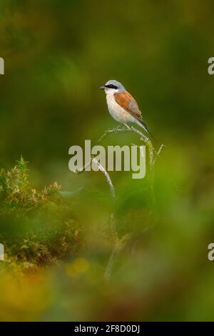 Crevette à dos rouge (lanius collurio) adulte mâle perché sur la branche de la gorge, Sutton Park, Angleterre, Royaume-Uni, septembre Banque D'Images