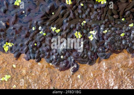 Jeunes têtards (grenouille commune) massés dans de l'eau chaude peu profonde au bord de l'étang - Royaume-Uni Banque D'Images