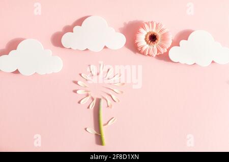 Composition florale abstraite avec fleur de gerbera et pétales sur fond rose pastel. Concept de fleur de printemps minimale. Carte de vœux. Pose à plat. Co Banque D'Images