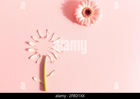 Composition florale abstraite avec fleur de gerbera et pétales sur fond rose pastel. Concept de fleur de printemps minimale. Carte de vœux. Pose à plat. Co Banque D'Images