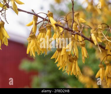 Fleurs indigènes de Kowhai (Sophora) sur l'arbre, jardins botaniques de Christchurch, Christchurch, région de Canterbury, South Island, Nouvelle-Zélande Banque D'Images