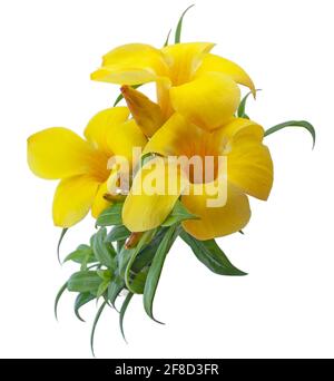 Fleur d'Allamanda isolée sur fond blanc Banque D'Images