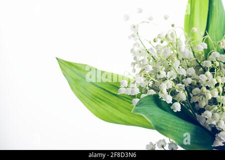 Fleurs blanches d'un nénuphar de la vallée sur fond clair. Banque D'Images
