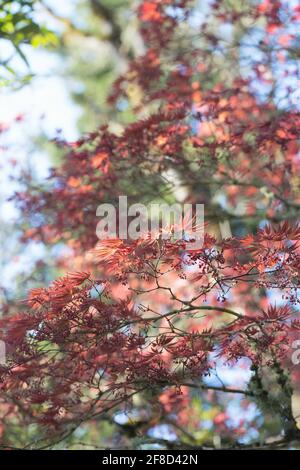 Acer palmatum 'Oshio-beni'. Banque D'Images