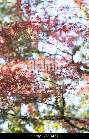 Acer palmatum 'Oshio-beni'. Banque D'Images