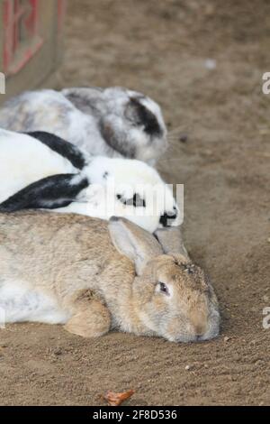 Le lapin domestique est la forme domestiquée de la nature lapin Banque D'Images