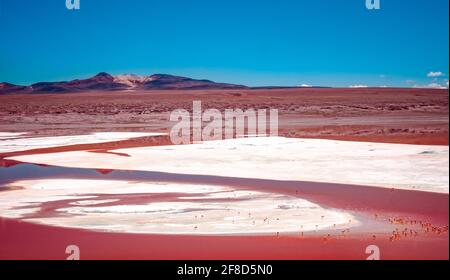 Superbe vue sur la Laguna Colorada rouge avec un troupeau de flamants roses En Bolivie mountanious Banque D'Images